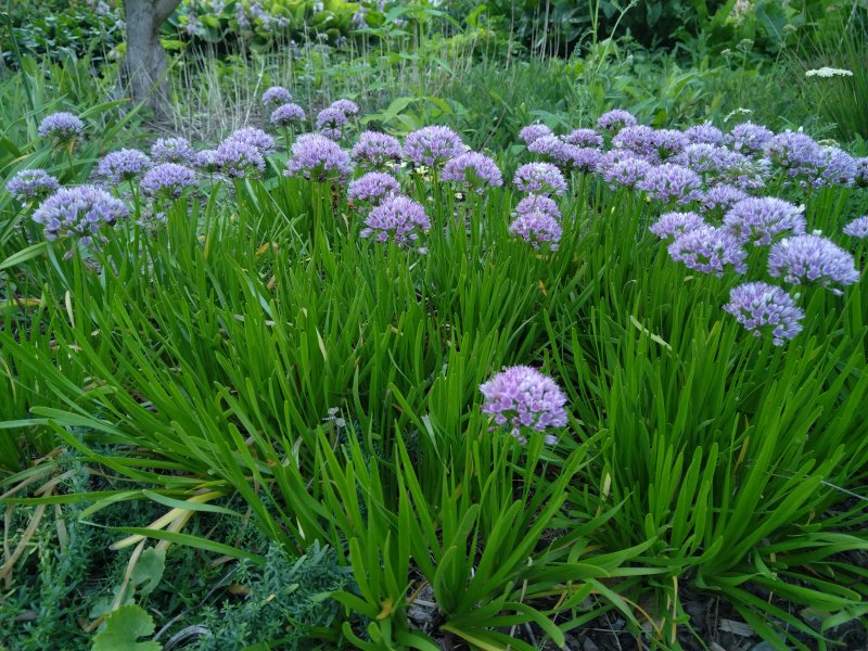 Allium senescens ssp. senescens